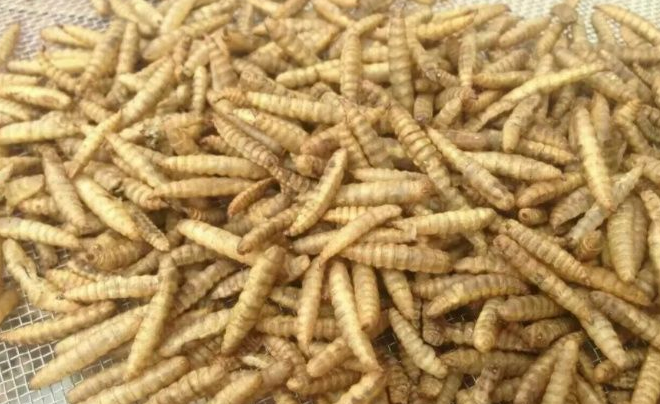 黑水虻加工工艺步骤