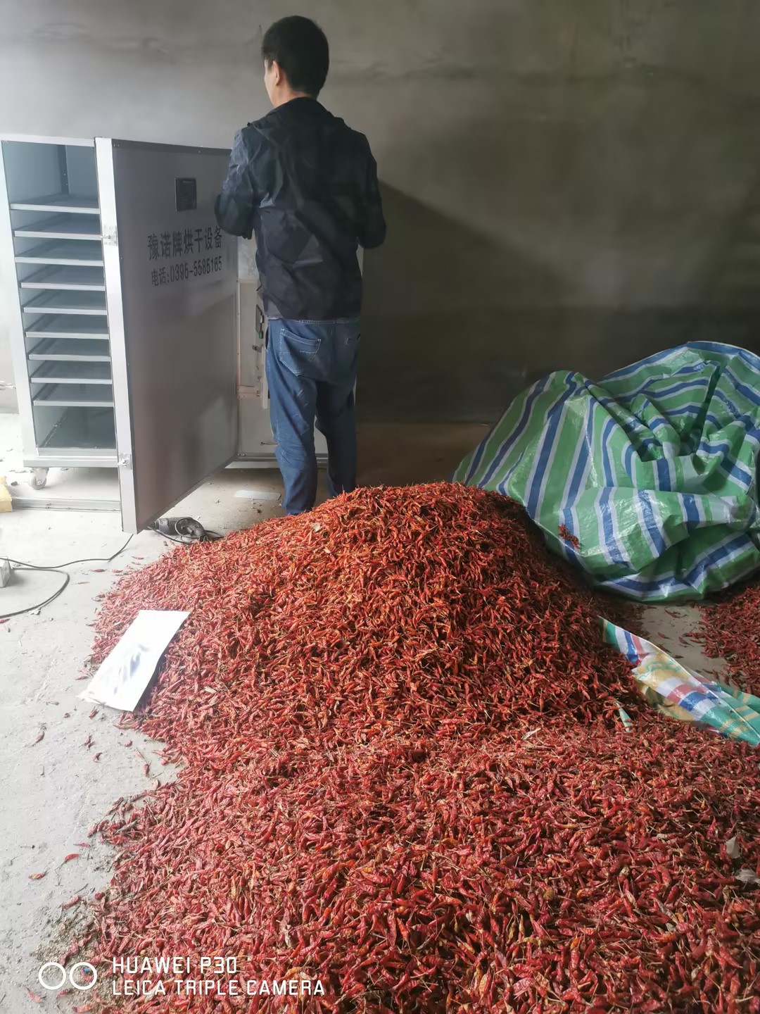 小型烘干机烘干辣椒