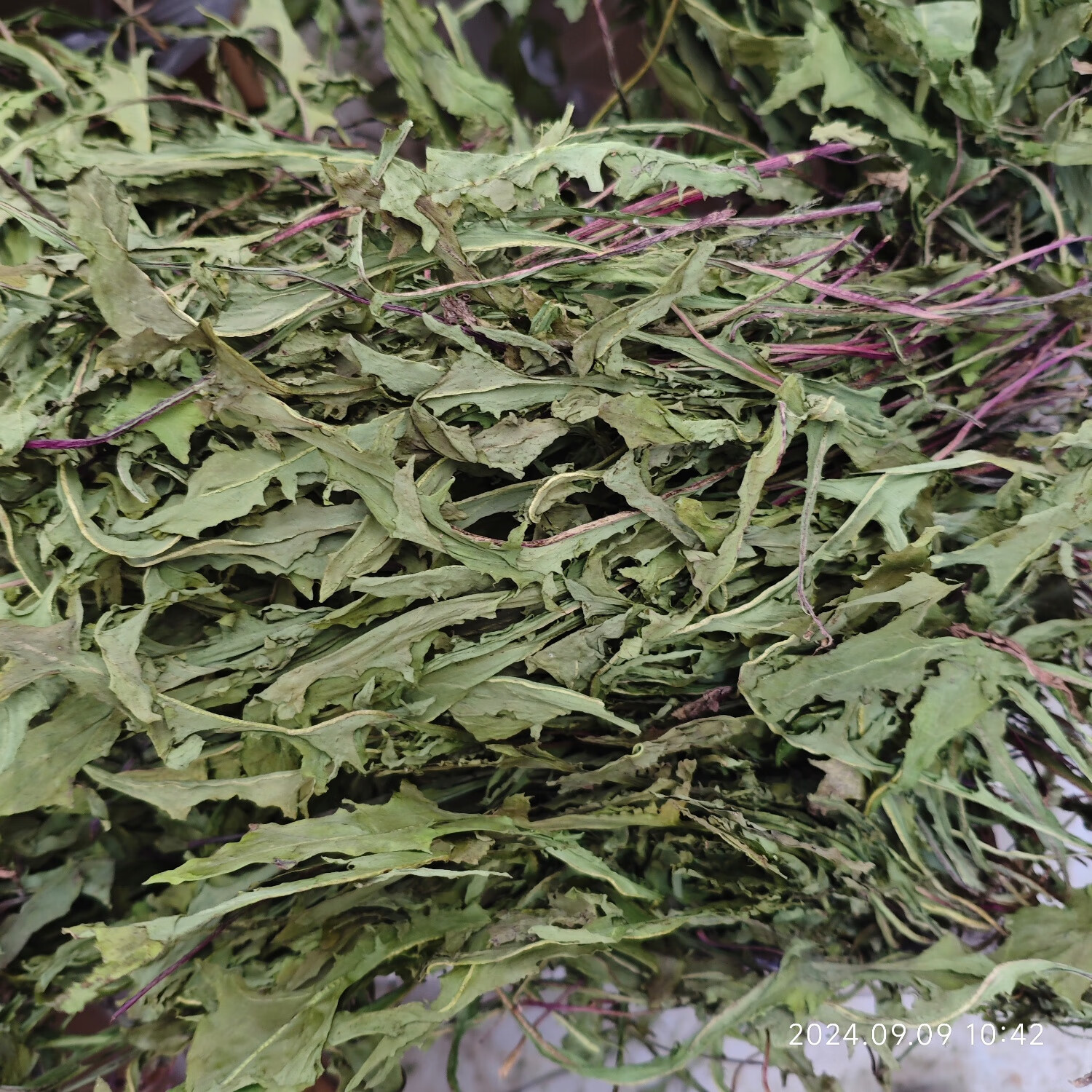 烘干蒲公英工艺全解析——咏诺中药材烘干机助力蒲公英高效加工