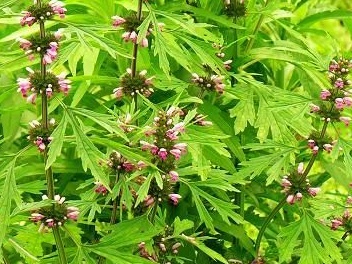 益母草烘干加工指南：分段控温烘干工艺详解