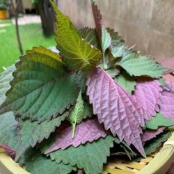 紫苏采收烘干加工全流程：从种植到干品的技术规范