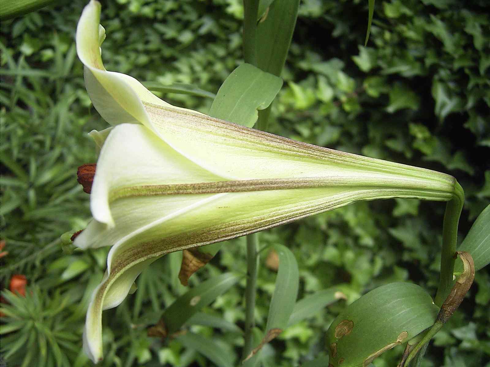 百合鲜品