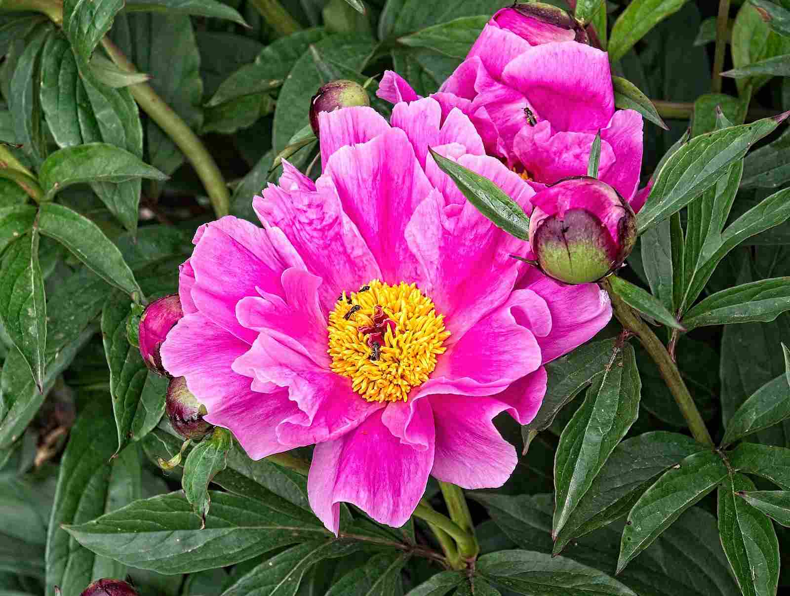 白芍烘干成品
