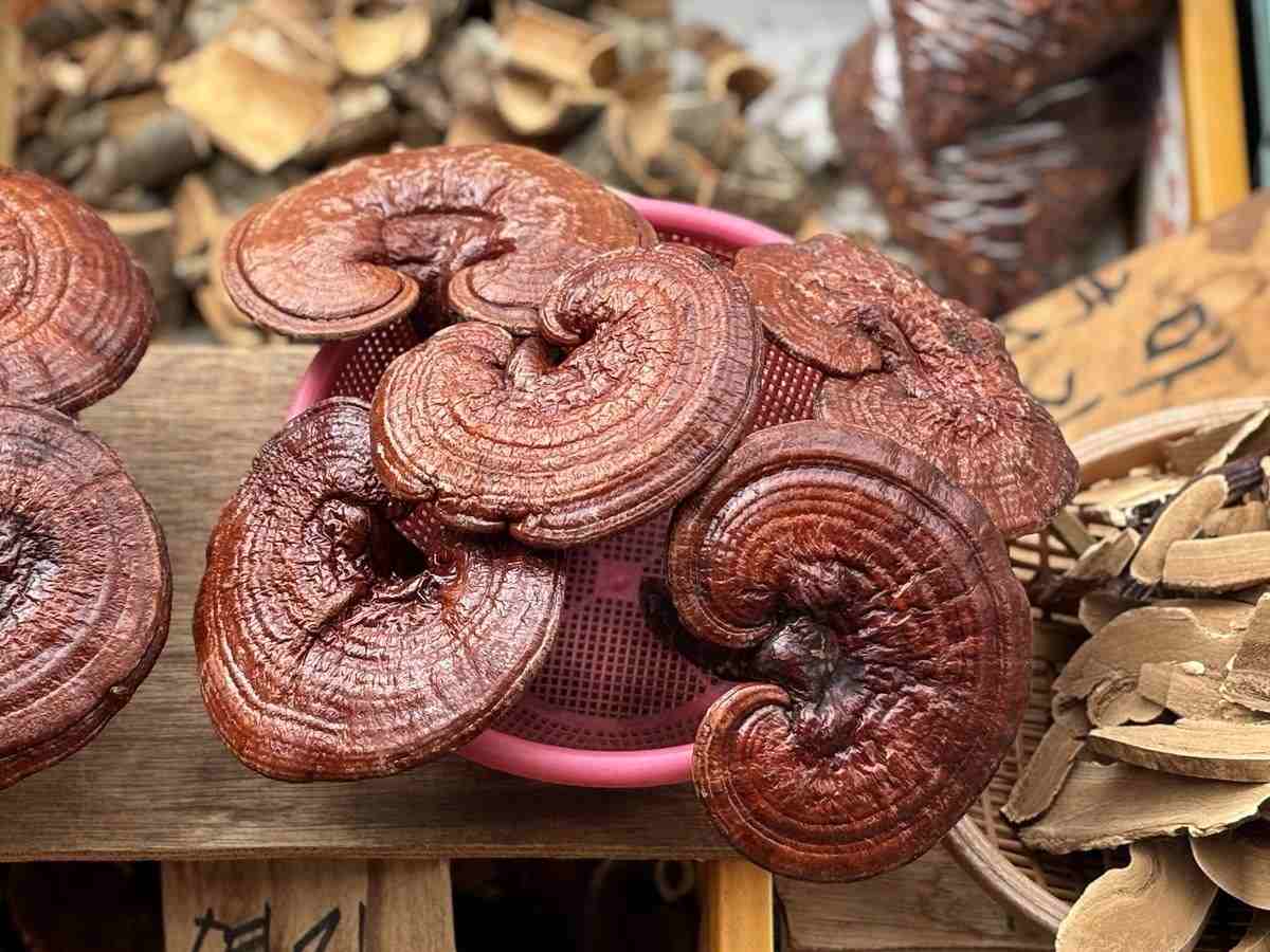 灵芝烘干品