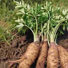 白芷烘干房怎么选？根茎类药材低温干燥工艺要点全解析